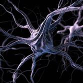Neurotropic Virus Replication and Spread Within and Between Neurons